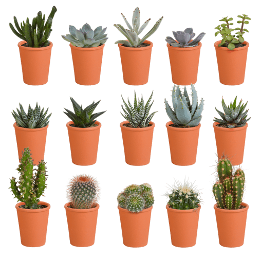 Cactus en vetplanten mix 15 stuks in terra 5,5 cm pot